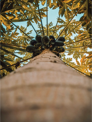 Ethereal - Low Angle Tree Photography